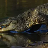 William Belo Becomes Billionaire Through Crocodile Farming And Home Improvement