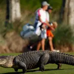 Man Claims He Made $15 Million Retrieving Golf Balls From Water Hazards