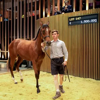 Gettin' Paid For Gettin' Laid: The Highest Earning Stud Fee Stallions In History