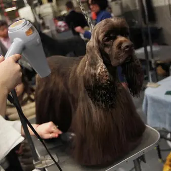 Texas Recycling Tycoon May Leave Entire $75 Million Personal Fortune… To His Dogs. Three Sons And Wife Would Get NOTHING.