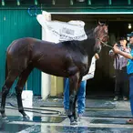 American Pharoah Will Earn His Owners $35 Million In Stud Fees This Year