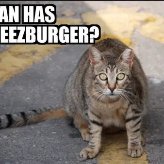 Cash Cat: How A Random Funny Photo Made Two Nine-to-Fivers Millionaires