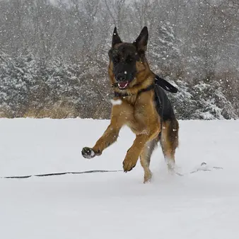 Think Your Dog Is Spoiled? This Dog Inherited A $400 Million Fortune!