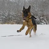 Think Your Dog Is Spoiled? This Dog Inherited A $400 Million Fortune!