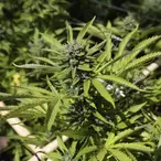 Fake Socialite, Drug Smuggler, Convicted Criminal – The Completely Insane Life Of "Pot Princess" Lisette Lee