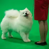 The 10 Most Expensive Dogs In The World