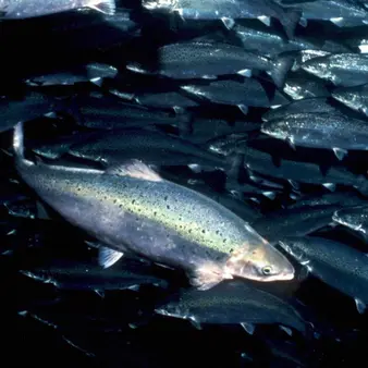 Meet Salmon Billionaire Gustav Magnar Witzøe, 25, The World's Youngest Male Billionaire