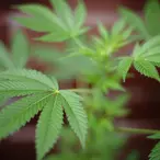 Legal Marijuana Sales Skyrocketed To Record Levels On 4/20 This Year