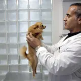 This Guy Became A Multi-Millionaire Thanks To…. Fake Dog Testicles