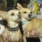 Yo Quiero $40 Million: The Bizarre And Unexpected Legal Saga of Taco Bell's Chihuahua Mascot