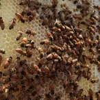 You Can't Bee Serious: Are Lucrative Bee Heists On The Rise?