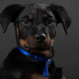 Wife Of U-Haul Billionaire Dumps 7 Dogs At Shelter, Refuses To Pay For Medical Care