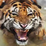 Tiger King Joe Exotic Sues The Government And Others For $94M From Prison