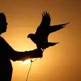 Saudi Prince Buys 80 Seats On Plane For Falcons