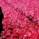 400 Years Before The Dotcom Bubble Burst, The World Economy Was Eviscerated By… Tulips???