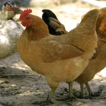 China's Newest Billionaire Made His Fortune Breeding Chickens   