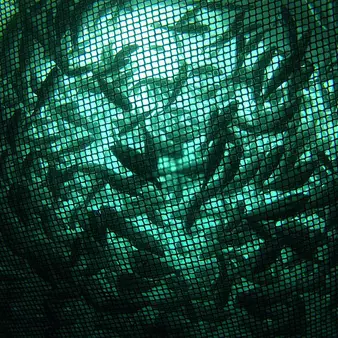 The World's Third-Youngest Billionaire Is Rich Thanks To Fish Farming