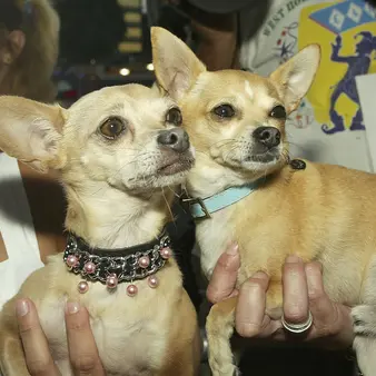 Yo Quiero $40 Million: The Bizarre And Unexpected Legal Saga of Taco Bell's Chihuahua Mascot