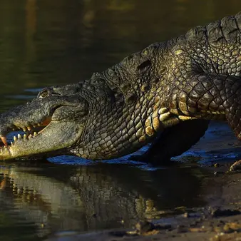 William Belo Becomes Billionaire Through Crocodile Farming And Home Improvement