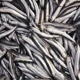 Millionaire Investor Craig Cooper Eats 5 Cans Of Sardines Every Day