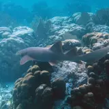 Billionaire Hedge Fund Manager's Super Yacht Damages Pristine Reef In Belize