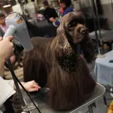 Texas Recycling Tycoon May Leave Entire $75 Million Personal Fortune… To His Dogs. Three Sons And Wife Would Get NOTHING.