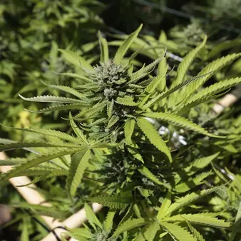 Fake Socialite, Drug Smuggler, Convicted Criminal – The Completely Insane Life Of "Pot Princess" Lisette Lee