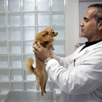 This Guy Became A Multi-Millionaire Thanks To…. Fake Dog Testicles