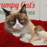 10 Pets Who Are Worth Way More Money Than Most Humans