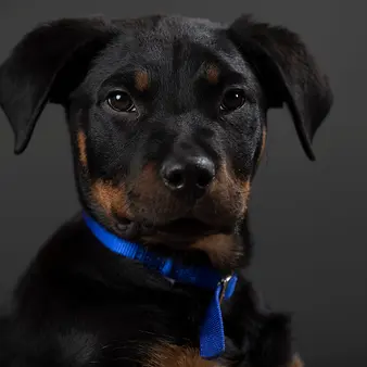 Wife Of U-Haul Billionaire Dumps 7 Dogs At Shelter, Refuses To Pay For Medical Care