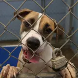 Departed Tennessee Millionaire Leaves Entire Fortune To Animal Shelter