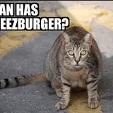 Cash Cat: How A Random Funny Photo Made Two Nine-to-Fivers Millionaires