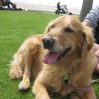 WeatherTech Founder So Grateful To Vet Clinic That Saved His Dog's Life, He Took Out $6 Million Super Bowl Ad To Thank Them   