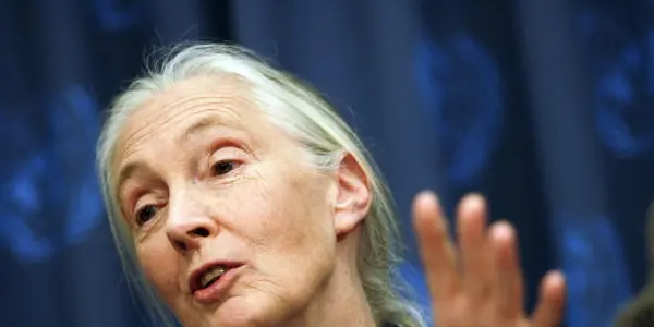 Jane Goodall