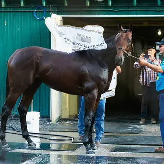 American Pharoah Will Earn His Owners $35 Million In Stud Fees This Year