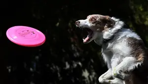 Joseline Hernandez Net Worth | Celebrity Net Worth