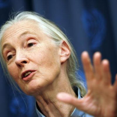 Jane Goodall Net Worth