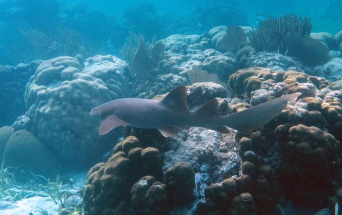 Billionaire Hedge Fund Manager's Super Yacht Damages Pristine Reef In Belize