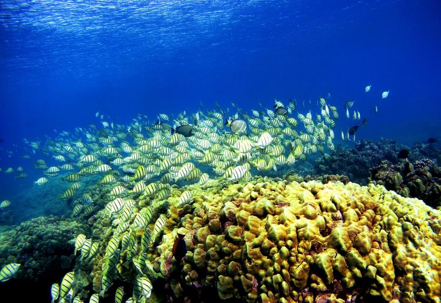 artificial coral reefs