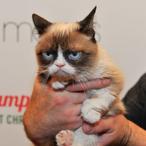 RIP "Grumpy Cat" :( You Wont Believe How Much Money This Feline Internet Celeb Generated During Her Life