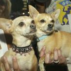 How Taco Bell Had To Pay More Than $40M To The Creators Of The Taco Bell Chihuahua