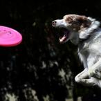 Pampered Pooch Enjoys $493,000 Mansion Built Just For Him