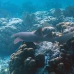 Billionaire Hedge Fund Manager's Super Yacht Damages Pristine Reef In Belize