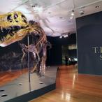 The Fossilized Tyrannosaurus Rex Known As Stan Sells For $32 Million, Breaking A Price Record For Dinosaurs