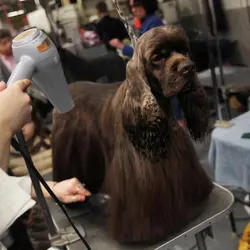 John Rosatti Net Worth | Celebrity Net Worth