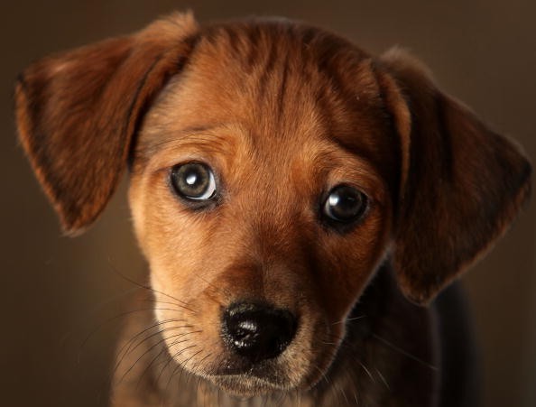 chihuahua Puppy