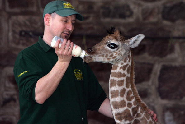 are-wildlife-biologist-and-zoologist-the-same-mudfooted